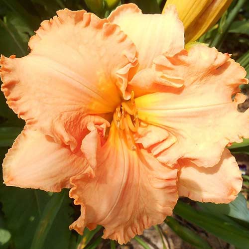 Лілійник Елізабет Солтер зображення 1 артикул 76543