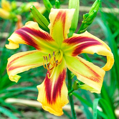 Лілійник Фрі Вілін зображення 1 артикул 76270