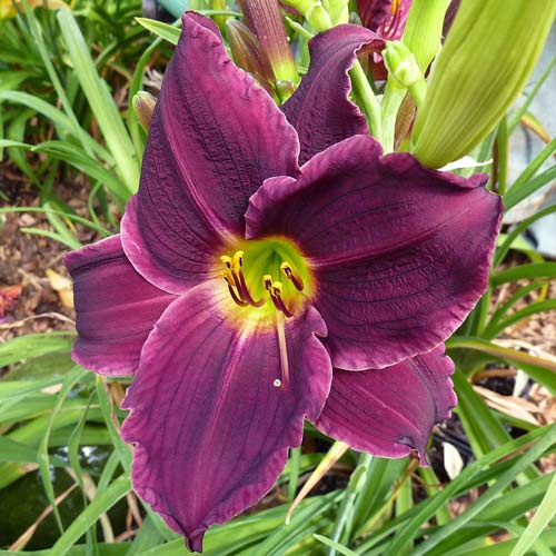 Лілійник Грейп Вельвет зображення 1 артикул 68700