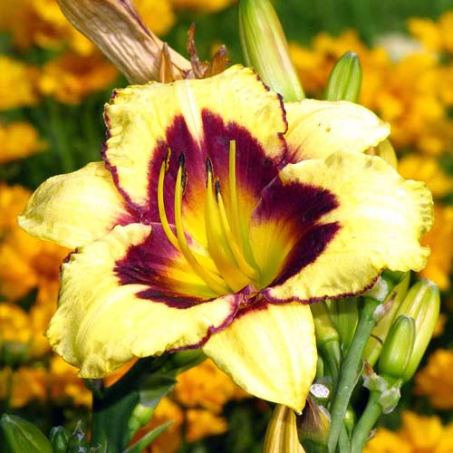 Лилейник Калико Джек рисунок 1 артикул 76267