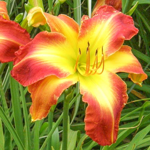 Лілійник Крістмас Із  зображення 1 артикул 68699