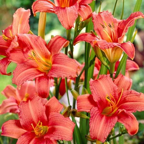 Лілійник Пінк Дамаск зображення 1 артикул 68701