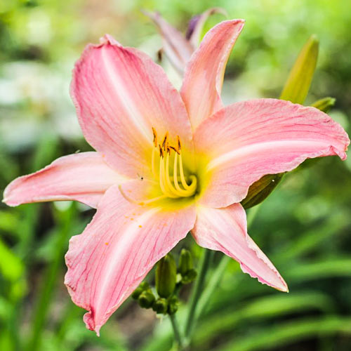 Лілійник Пінк зображення 1 артикул 76456