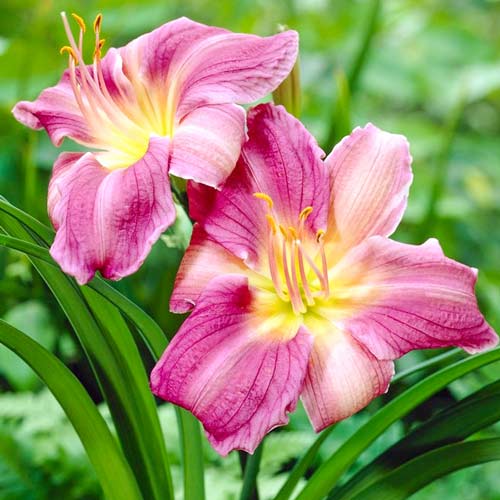 Лілійник Прейрі Блю Айз зображення 1 артикул 76099