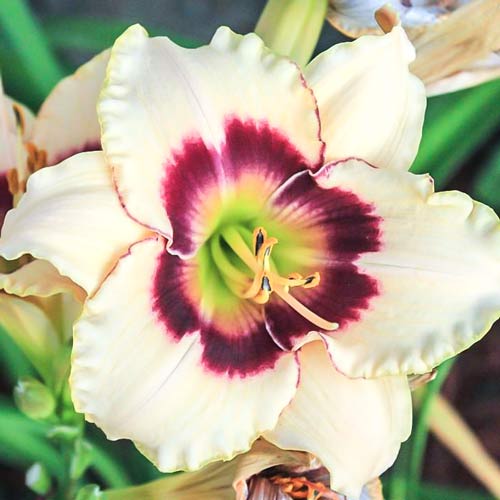 Лілійник Распберрі Кенді зображення 1 артикул 68695