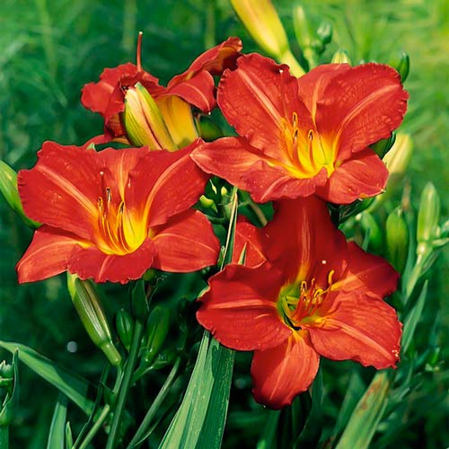 Лілійник Ред зображення 1 артикул 76457