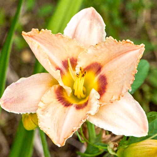 Лилейник Роял Голд рисунок 1 артикул 68696