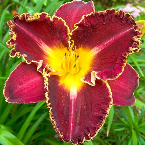 Лілійник Сторм оф зе Сенчурі зображення 1 артикул 76540