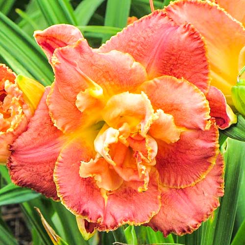 Лилейник Сюзан Питчард Петит рисунок 1 артикул 76541