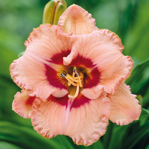 Лілійник Тру Гріт зображення 1 артикул 76272