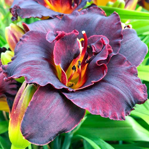 Лилейник Вуду Дансер рисунок 1 артикул 70414