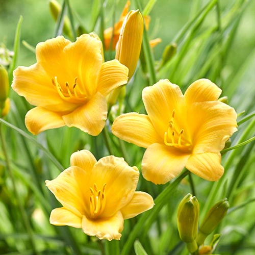 Лілійник Єллоу зображення 1 артикул 76458