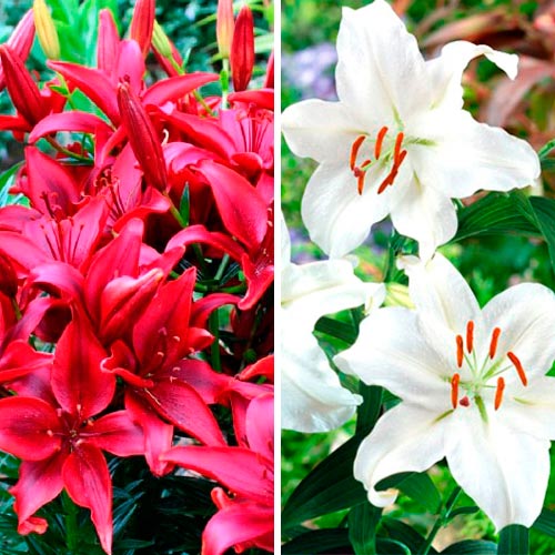 Суперпропозиція! Лілії "Чорне і біле" зображення 1 артикул 4764_1