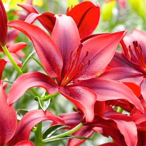 Лилия азиатская Блэк Аут рисунок 1 артикул 67387