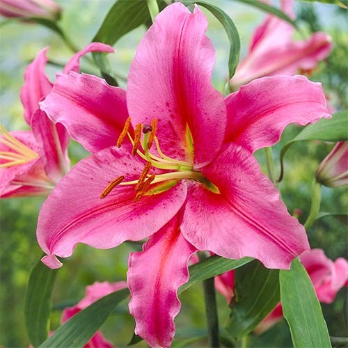 Лилия восточная Акапулько рисунок 1 артикул 76465