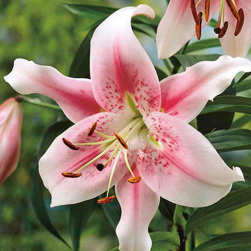 Лілія Анастасія (Anastasia) зображення 1 артикул 3243