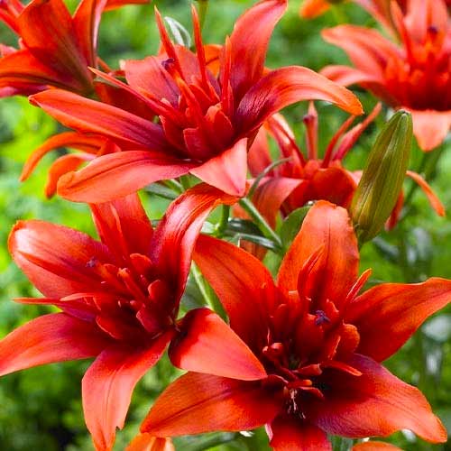 Лилия азиатская Коктейль Твинс рисунок 1 артикул 70426