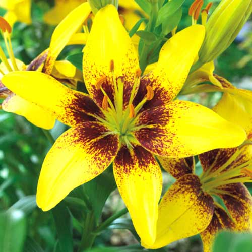 Лилия азиатская Йеллоу Пиксель рисунок 1 артикул 70275