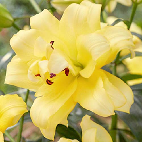 Лилия азиатская Экзотик Сан рисунок 1 артикул 70429