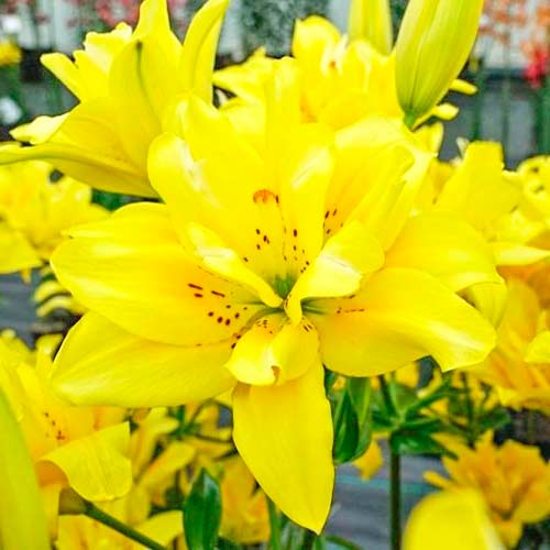 Лилия азиатская Фата Моргана рисунок 1 артикул 70430