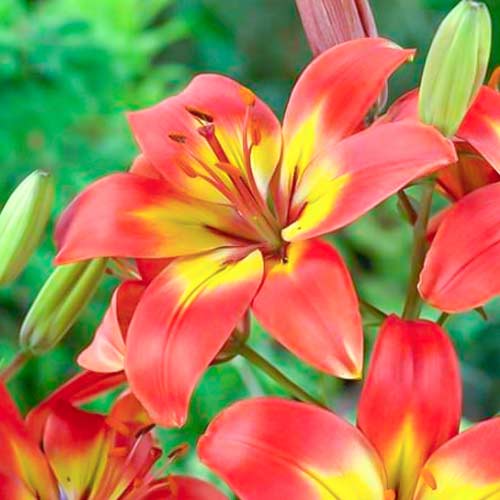 Лілія азіатська Forever Linda зображення 1 артикул 70431