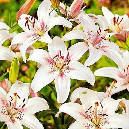 Лилия азиатская Марсель рисунок 1 артикул 70210