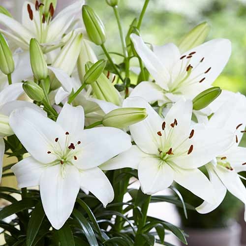 Лилия азиатская Навона рисунок 1 артикул 70211