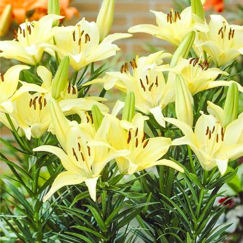 Лилия азиатская Айвори Пикси рисунок 1 артикул 68926