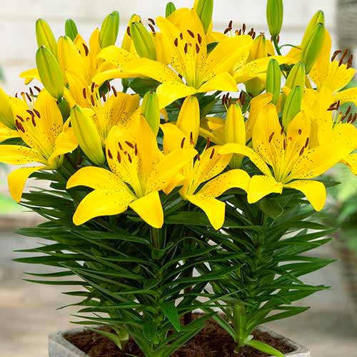 Лилия азиатская Брайт Пикси рисунок 1 артикул 68927