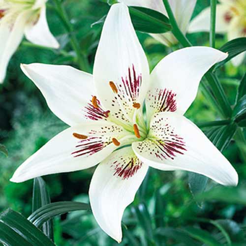 Лилия азиатская Центерфолд рисунок 1 артикул 70425