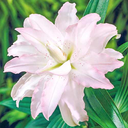 Лилия азиатская Дабл Плеже рисунок 1 артикул 76306