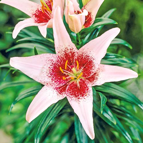 Лилия азиатская Дот Ком рисунок 1 артикул 76545