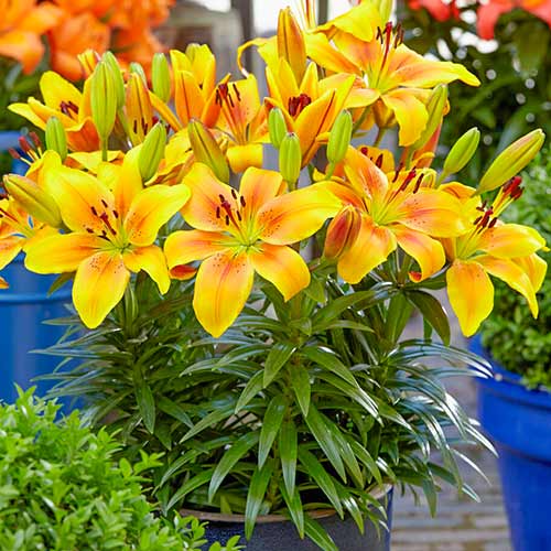 Лилия азиатская Голден Джой рисунок 1 артикул 76603