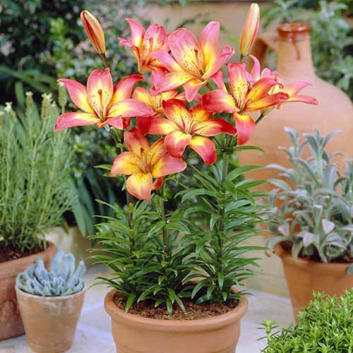 Лілія азіатська Коста Дель Сол зображення 1 артикул 76604