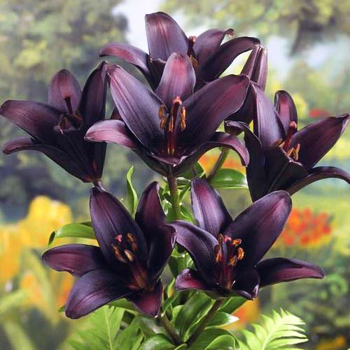 Лилия азиатская Ландини артикул фото 1 Лилия азиатская Ландини рисунок 1 артикул 76116