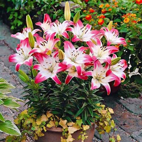 Лилия азиатская Лоллипоп рисунок 1 артикул 76470