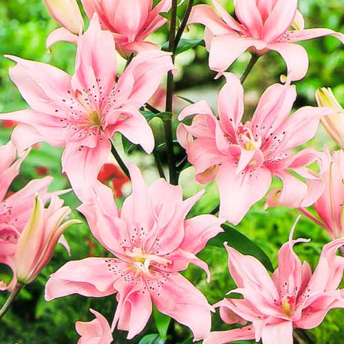 Лілія азіатська махрова Афродіта зображення 1 артикул 67231