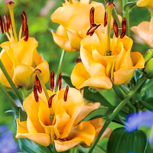 Лілія азіатська махрова Апрікот Ф’юдж зображення 1 артикул 67232