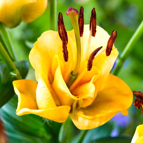 Лілія азіатська махрова Апрікот Ф’юдж зображення 2 артикул 67232