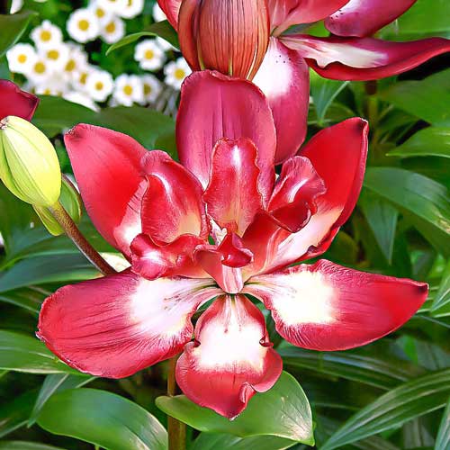 Лилия азиатская махровая Дабл Сенсейшн рисунок 1 артикул 68932