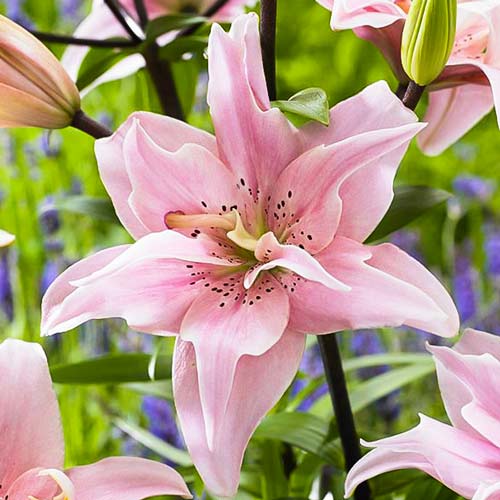 Лилия азиатская махровая Элоди артикул фото 1 Лилия азиатская махровая Элоди рисунок 1 артикул 70428