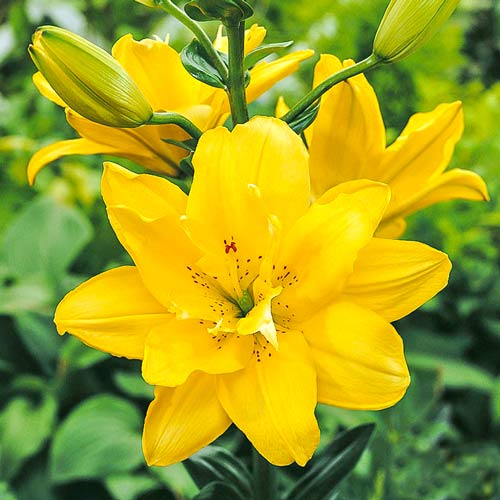 Лилия азиатская махровая Фата Моргана артикул фото 1 Лилия азиатская махровая Фата Моргана рисунок 1 артикул 76115