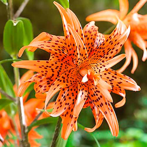 Лілія азіатська махрова Флоре Плено зображення 1 артикул 68936