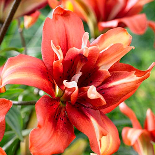 Лилия азиатская махровая Коктейль Твинс артикул фото 1 Лилия азиатская махровая Коктейль Твинс рисунок 1 артикул 76111