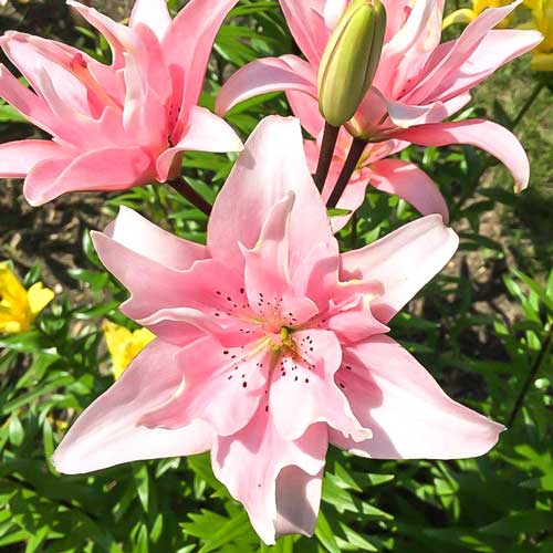Лилия азиатская махровая Спринг Пинк рисунок 1 артикул 68934