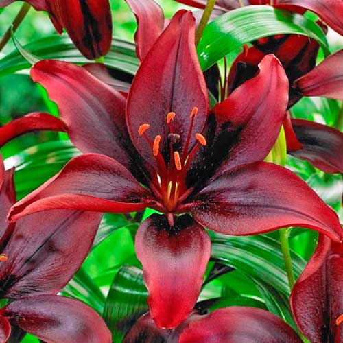 Лілія азіатська Мапіра зображення 1 артикул 76471