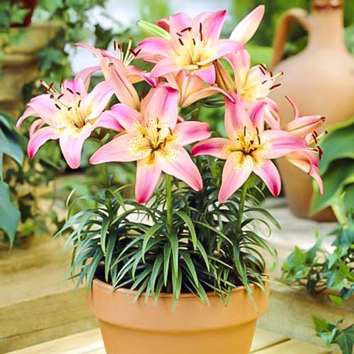 Лилия азиатская Пинк Пикси рисунок 1 артикул 68928