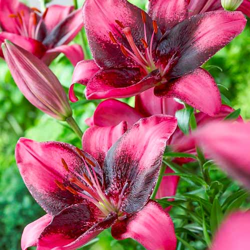 Лилия азиатская Пурпл Ай рисунок 1 артикул 76118