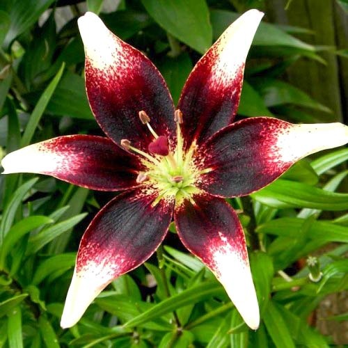 Лилия азиатская Пурпл Харт рисунок 1 артикул 76475