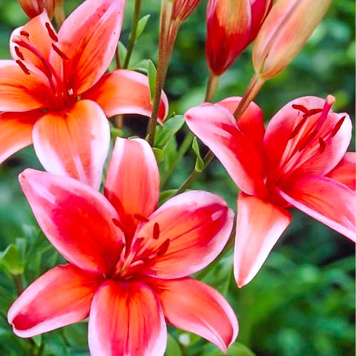 Лилия азиатская Ред Электрик рисунок 1 артикул 76321